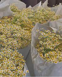Us Shein Com On Instagram Oopsie Daisy Mignonettetakespictures Sheininspo Flower Aesthetic Aesthetic Wallpapers Nature Aesthetic