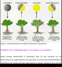 Exovillage, centro turístico para grandes fortunas. El Libro De La Luna Para Descargar Gratis