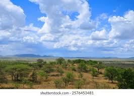 Image result for Fabaceae subfamily Mimosoideae