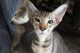 Ebony Female Oriental Shorthair Kitten Cats Kittens For Rehoming City Of Toronto Kijiji Oriental Shorthair Kittens Oriental Shorthair Cats And Kittens
