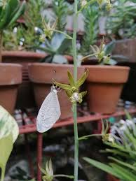 Image result for Eulophia caricifolia