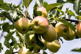 Browse 116,029 apple fruit stock photos and images available, or search for apple fruit salad or apple fruit juice to find more great stock photos and pictures. Apple Apple Tree Fruits Kernobstgewaechs Fruit Summer Nature Fruit Tree Branch Healthy Eating Pxfuel