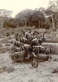 Image result for Pandanus chiliocarpus