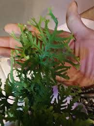 Image result for Doryopteris concolor