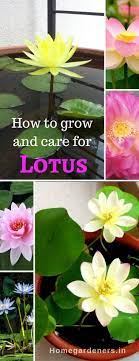 Sacred Lotus How To Grow And Care For Lotus Plants Lotus Plant Lotus Flower Seeds Lotus Garden