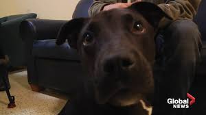 Some are against dog euthanasia at home because it seems like a terrible thing to do. Shelter Miracle Dog Survives Euthanasia Then Finds Forever Home National Globalnews Ca