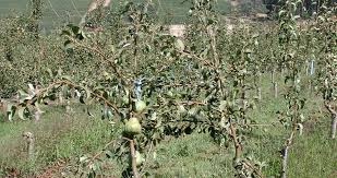 Fruits on hlb infected trees show color inversion with the presence of brownish, aborted seeds in the fruit. Apple Agronomic Principles Yara Uk