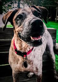 Do not contact me with unsolicited services or offers. Boxer Mixed With Blue Heeler Online