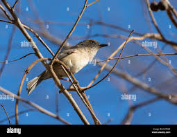 Image result for Newtonia