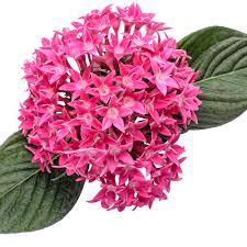 Image result for Pentas lanceolata