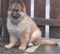 Long Haired German Shepherd Dog Pictures And Photos 5 German Shepherd Dogs Long Haired German Shepherd German Shepherd Puppies