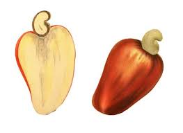 Image result for Anacardium occidentale