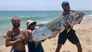 This summary is provided for your convenience, the official written regulations published by the department of state are the official source for nysdec regulations. Nc Surf Fishermen Catch Huge Tarpon Carolina Sportsman