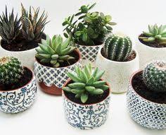 Wer Die Wahl Hat Hat Die Qual Von Diesen Sussen Mini Kakteen Durfen Es Aber Auch Ein Paar Mehr Sein Chriistii Suculentas Plantas Plantas Suculentas