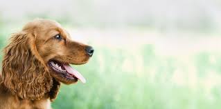 Timberview pet clinic is your local veterinarian in gainesville serving all of your needs. Copper Basin Vet Clinic Veterinarian In Mccaysville Ga