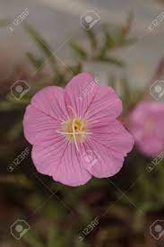 Clarkia Flowers Picture Best Flower Wallpaper
