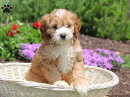 Have your puppy transported to you. Teddy Cockapoo Puppy For Sale In Honey Brook Pa Greenfield Puppies Cockapoo Puppies Cockapoo Puppies For Sale Greenfield Puppies
