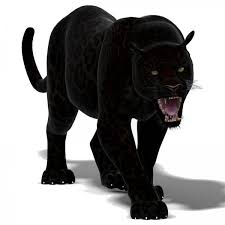 Persian Leopard 3d Model Panther Black Panther Cat Black Panther