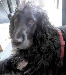 Ein gutes zuhause für alle zu finden ist aber nicht leicht. Susser Cocker Spaniel Sucht Neues Zuhause 479124