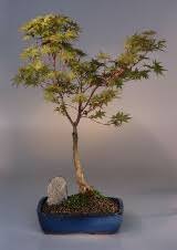 Check spelling or type a new query. Japanese Maple Bonsai Tree Acer Palmatum Sango Kaku
