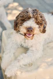 Northern ca lagotto romagnolo breeder. 20 Best Hypoallergenic Dogs Top Dog Breeds That Don T Shed Fur