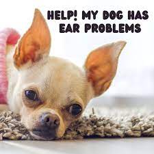 Why Does My Dog Have Ear Scabs And What Can I Do Pethelpful