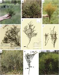Image result for Thesium nigricans