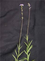 Image result for Buchnera speciosa