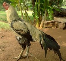 Aseel Nattu Kozhi, 50 To 60, 5 Month at ₹ 380kg in Vandavasi | ID:  22571962848