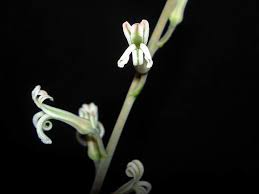 Image result for Habenaria attenuata