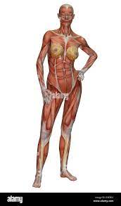 female muscle anatomy Stock Photo - Alamy
