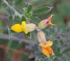 Image result for Crotalaria capensis