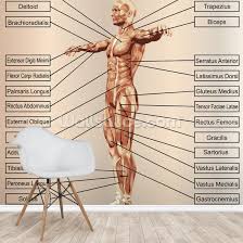 How to draw the male torso from the front. Human Male Anatomy With Muscles Wall Mural Wallsauce Us