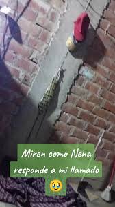 Nena, la ovejita obediente que se escapa