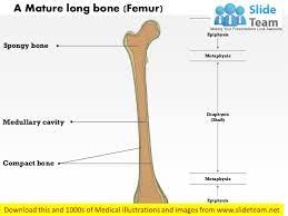 Long bones consist of a diaphysis, metaphysis and epiphysis. A Mature Long Bone Medical Images For Powerpoint