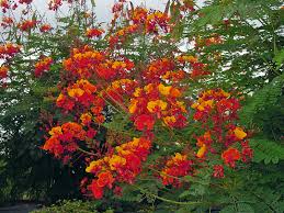 Caesalpinia pulcherrima é uma espécie de floração da planta na ervilha família fabaceae , nativo para os trópicos e subtropicais das américas. Plant Answers