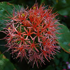Image result for Scadoxus multiflorus