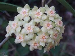 Pin On Hoyas And Epiphytes