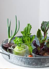 Growing asparagus plants is very easy; How To Regrow Vegetable Scraps Simple Bites
