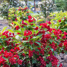 Image result for Weigela