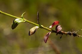 Image result for Swertia welwitschii