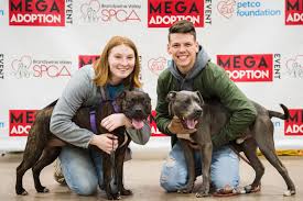 Adopting a pet is a serious, lifelong commitment. Mega Adopt Brandywine Valley Spca