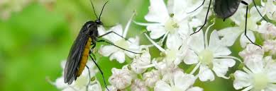 Flying insects can ruin outdoor events, such as picnics, reunions, and family backyard barbecues. How To Get Rid Of Gnats Outside Your Home Solutions Pest Lawn