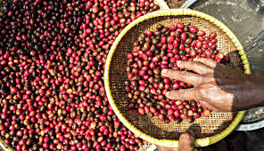 Lmb channel petani kopi mengajarkan kita cara stek kopi unggul. Gambar Kata Anak Petani Kopi Kata Mutiara