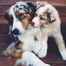 Same day delivery · free shipping on $35+ · expect more. 770 Australian Ideas Aussie Puppies Australian Shepherd Puppies Australian Shepherd Dogs
