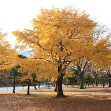 Rich green foliage turns bright gold in fall. Ginkgo Tree Naturehills Com