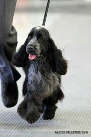 Lovely Toilettage Chien Chiot Cocker Cocker