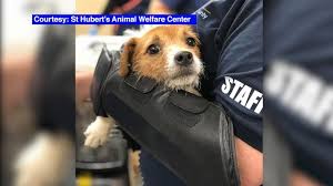 Monmouth county wildlife removal tip: 188 Dogs Living In Squalor Removed From New Jersey Home Abc News