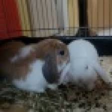 Ich hab 2 katzen (seit geburt an wohnungskatzen), eine katze und einen kater. Kater Pinkelt Auf Teppich