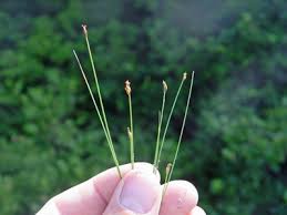 Image result for Eleocharis geniculata